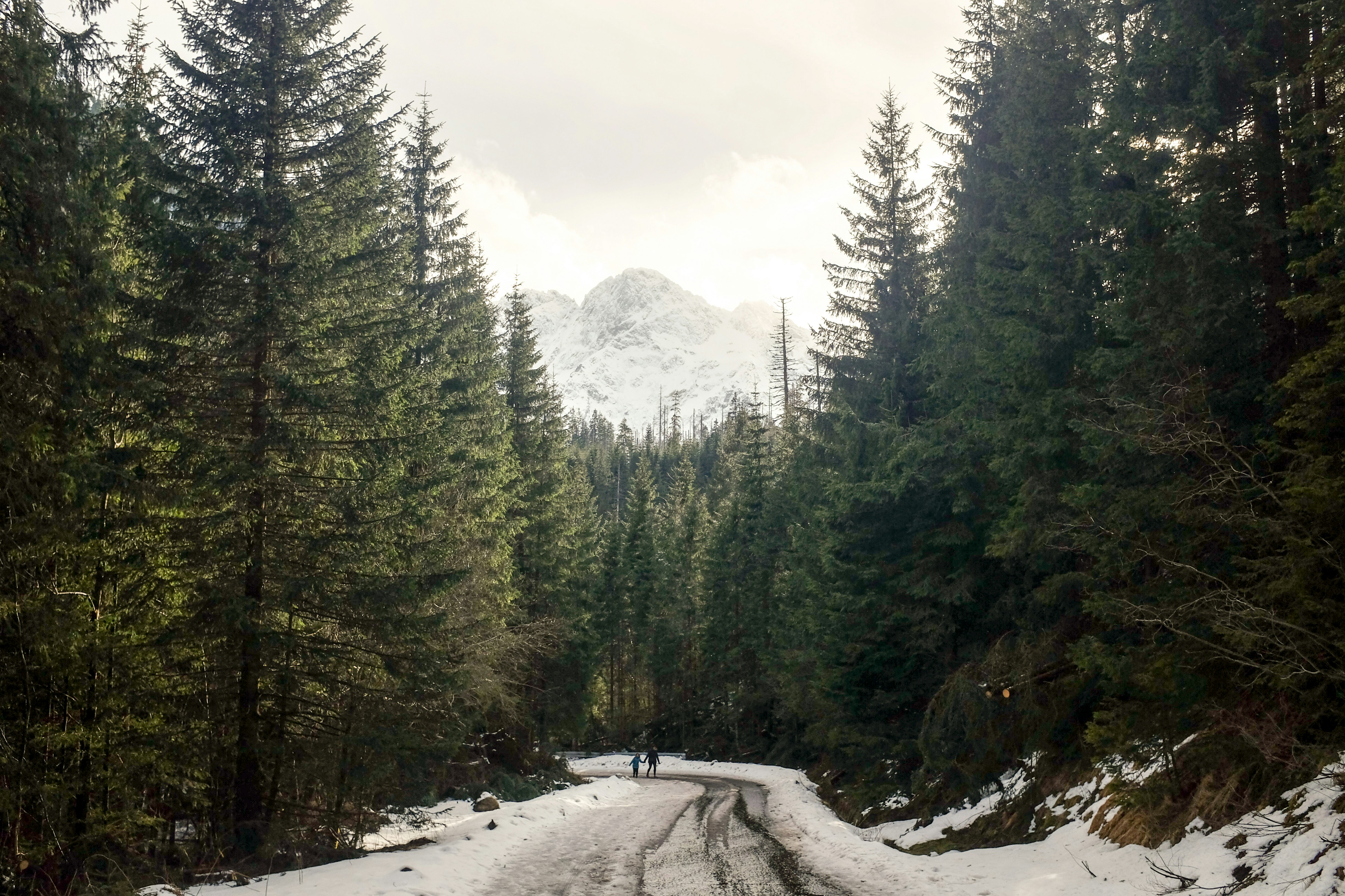 roadway coated with snow between green pine trees